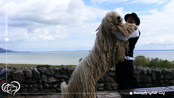 سگ کوموندور