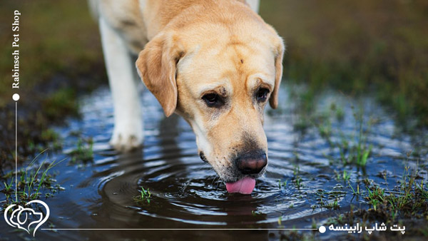 آب آشامیدنی برای سگ