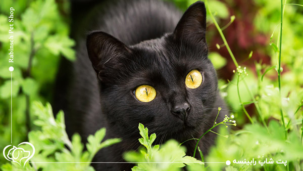 گربه سیاه