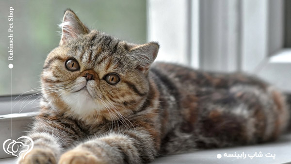 گربه اگزاتیک
