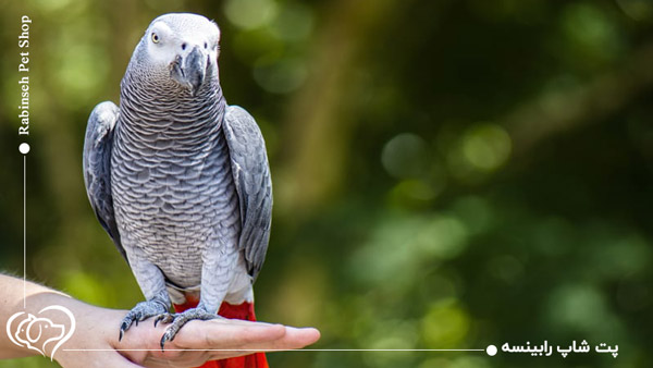 حرف زدن کاسکو