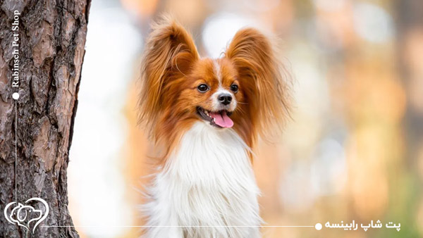 نژاد پاپیلون