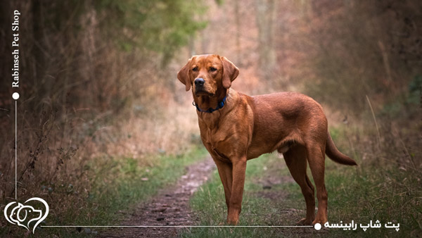 سگ لابرادور رتریور