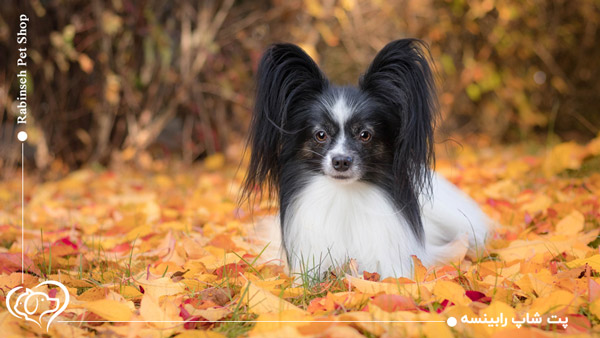 سگ نژاد پاپیلون