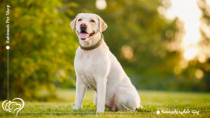 با سگ لابرادور رتریور بیشتر آشنا شوید | محبوب‌ترین نژاد دنیا
