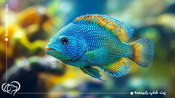 ماهی آکواریومی