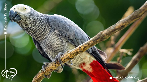 طوطی خاکستری