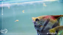 تغذیه ماهی زینتی