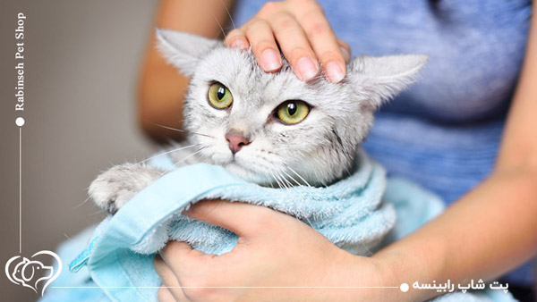 حمام کردن گربه