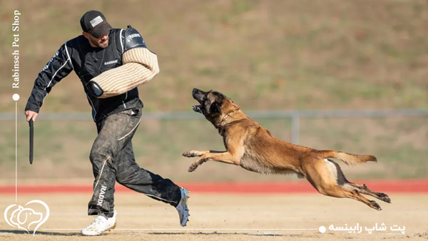 تربیت سگ نگهبان