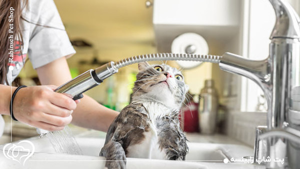 حمام کردن گربه