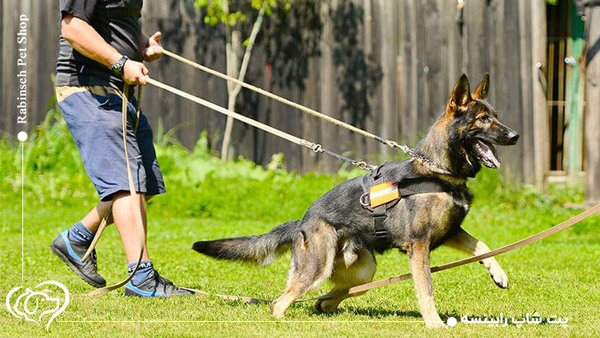 تربیت سگ نگهبان