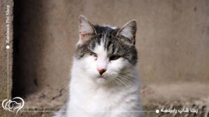 هرپس گربه چیست؟ + با علائم و علت هرپس در گربه ها آشنا شوید