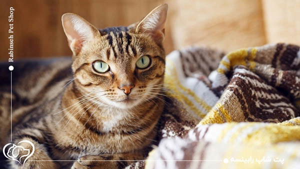 هرپس در گربه