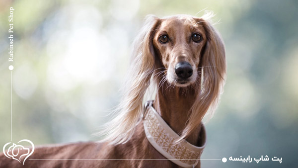 سگ شکاری سالوکی