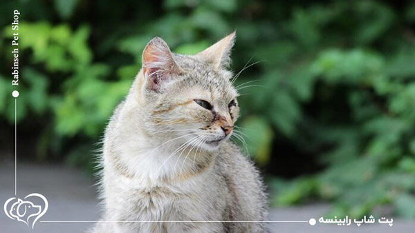 علائم هرپس گربه