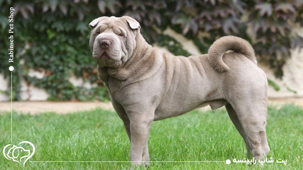 سگ های نگهبان