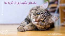 ناگفته های نگهداری از گربه ها؛ رازهایی که تا به امروز نشنیده اید!