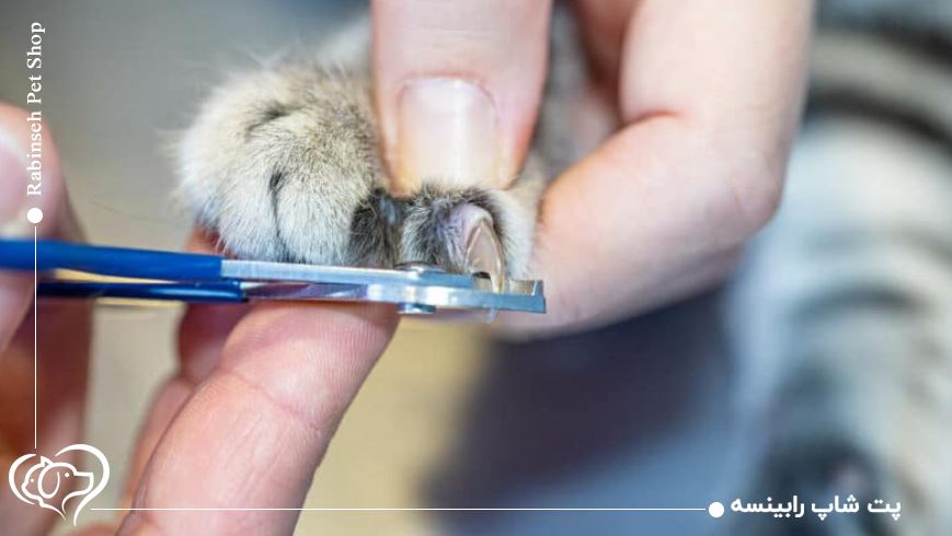 گرفتن ناخن گربه با ناخن گیر انسانی