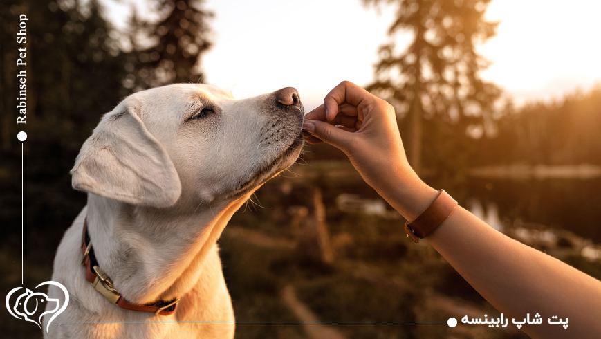 مراقبت از حیوان خانگی