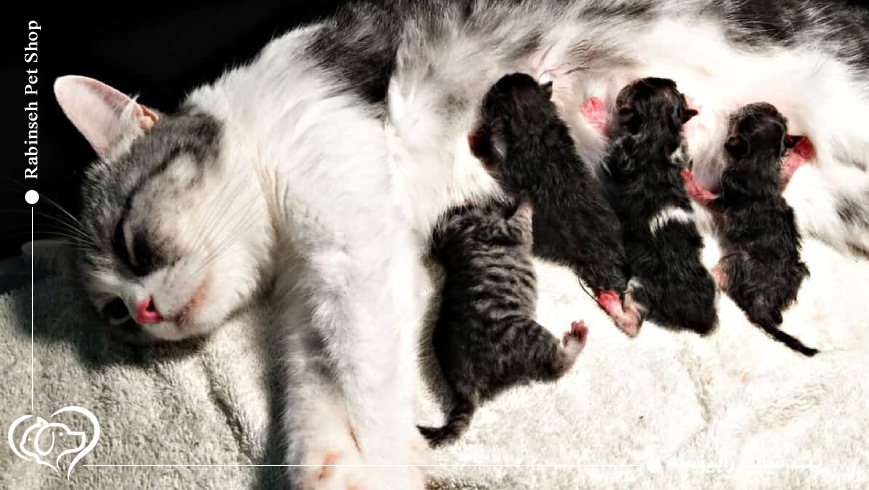 گربه درحال زایمان