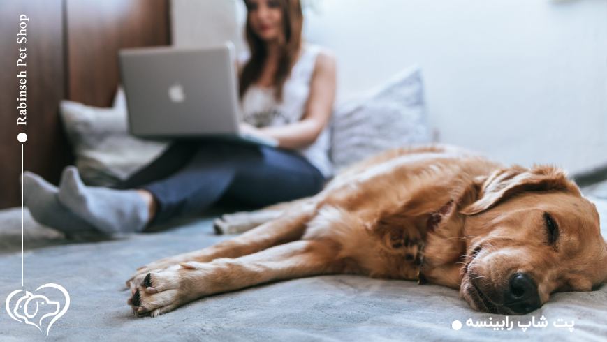 اشتباه رایج در نگهداری حیوانات خانگی