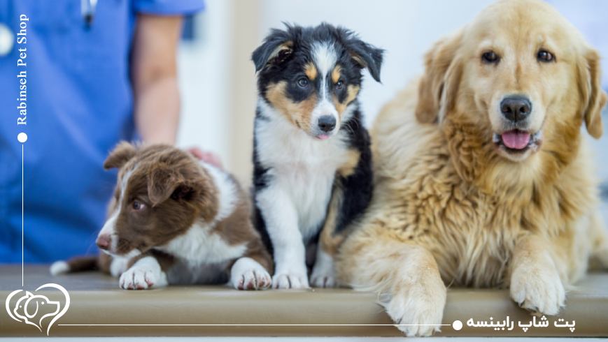 حیوان خانگی و مراقبت