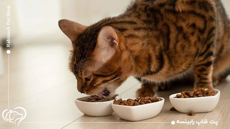 معرفی برندها و محصولات برتر غذای خشک گربه