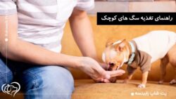 تغذیه سگ های کوچک