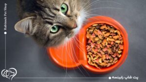 نحوه انتخاب غذای خشک مناسب برای گربه ها