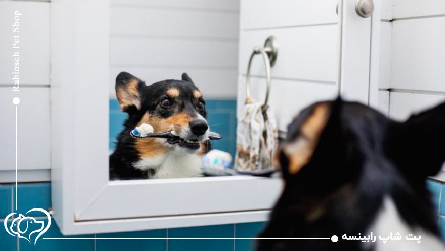 بهداشت از حیوان خانگی