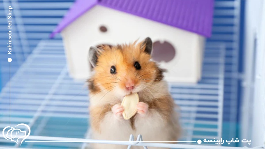 قفس خوب برای همستر