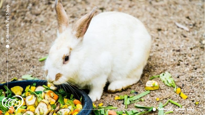 یونجه برای خرگوش