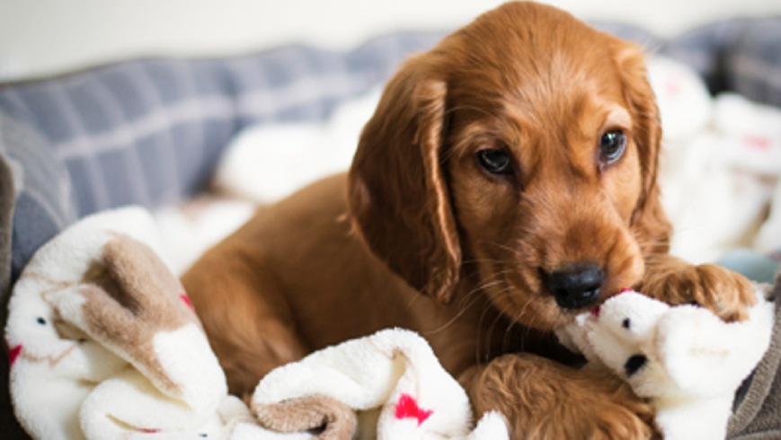 وسایل حیوانات خانگی