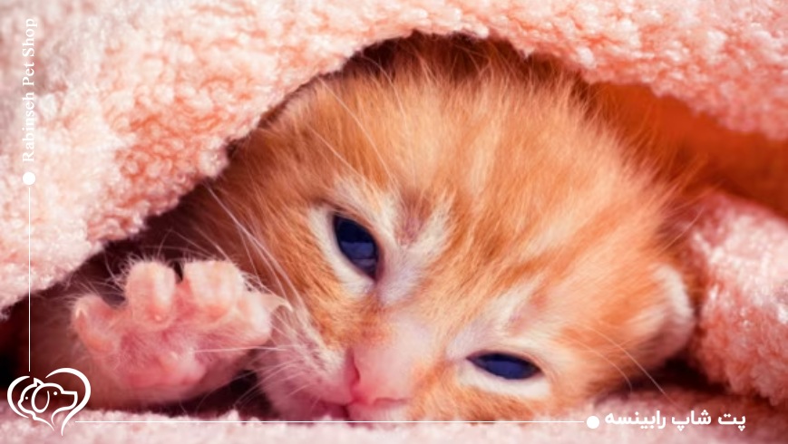 زایمان گربه