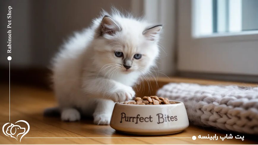 برند رفلکس پلاس (Reflex Plus): مقرون‌به‌صرفه و محبوب