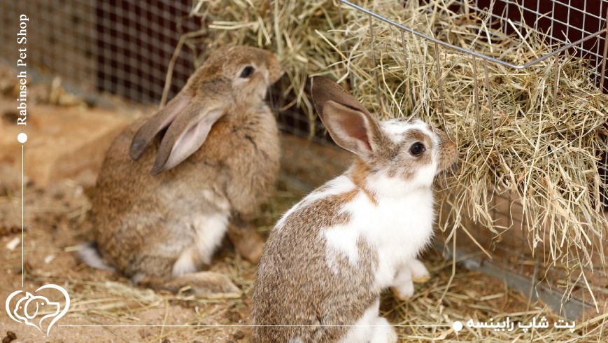 یونجه غذای خرگوش