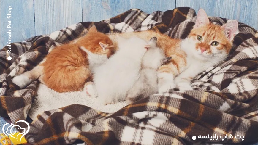 صفر تا صد آمادگی برای زایمان گربه