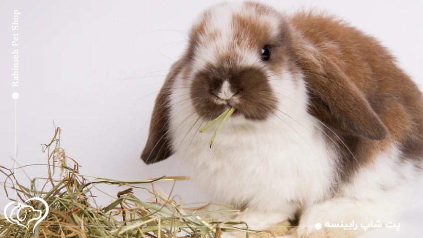 اگر یونجه غذای خرگوش نباشد چه می‌ شود؟