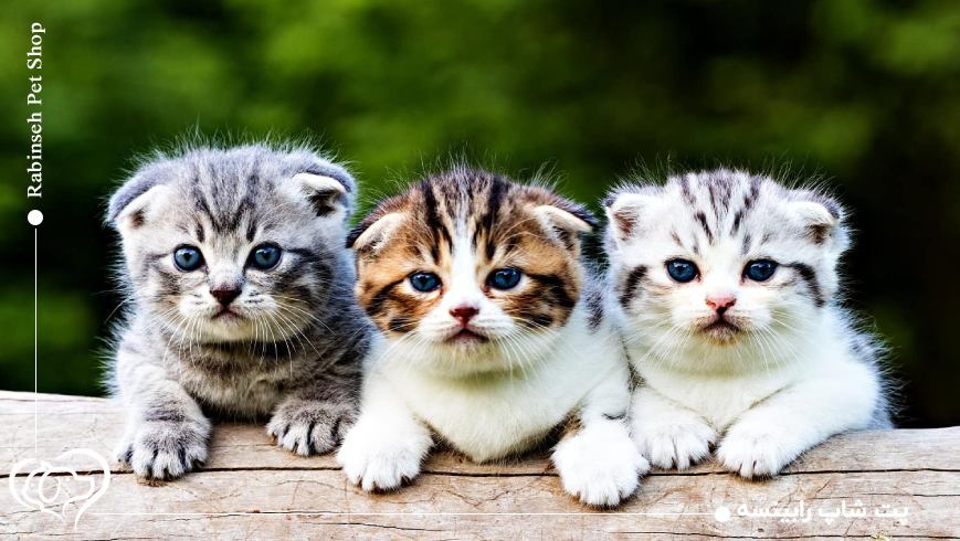 اسکاتیش فولد نژادهای محبوب سگ و گربه در ایران