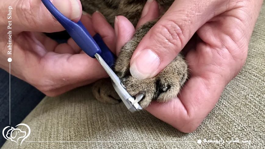 گرفتن ناخن گربه ها