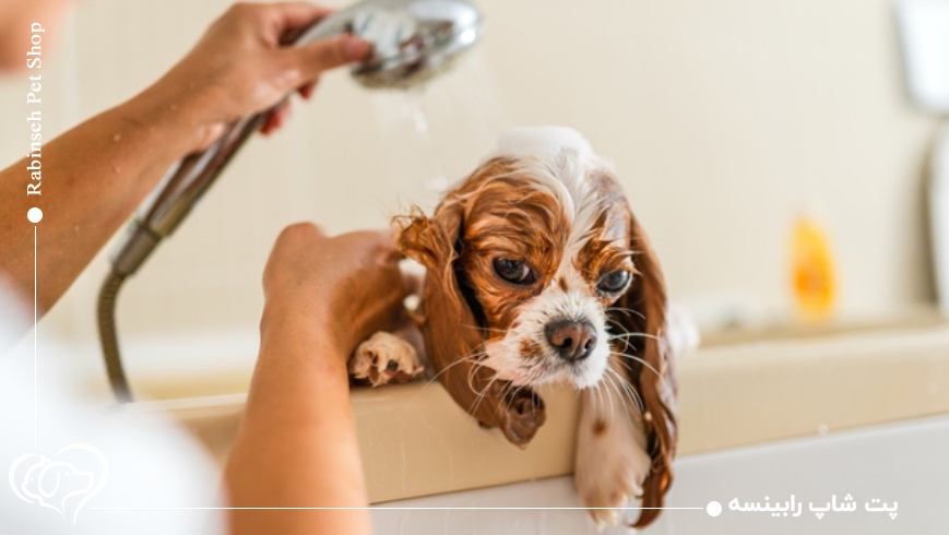 نگهداری از حیوانات خانگی