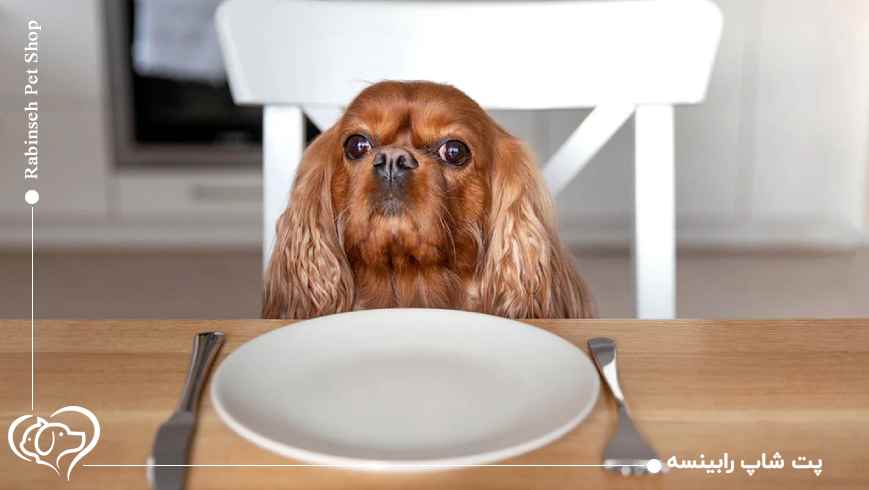 آشنایی با بهترین غذای خشک برای سگ های نژاد کوچک