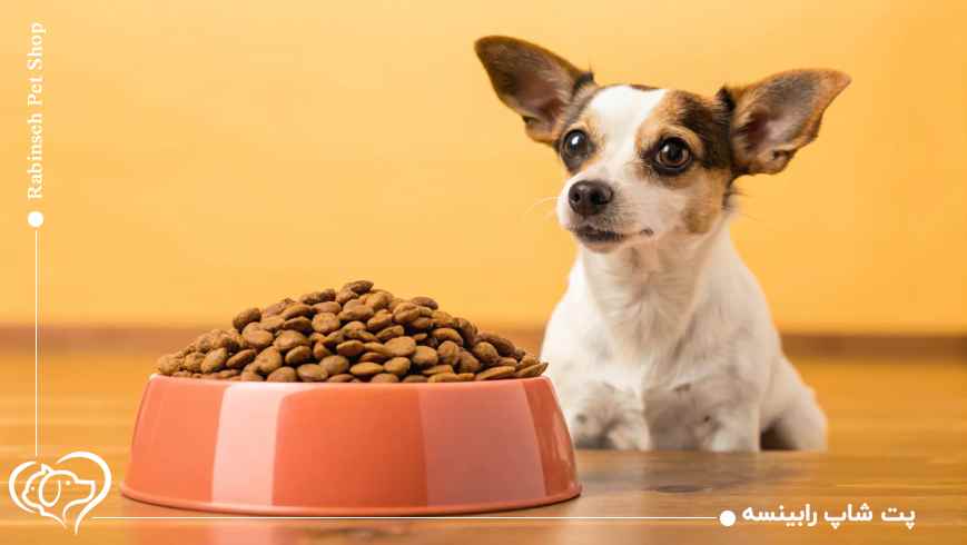بهترین غذای خشک برای سگ های نژاد کوچک
