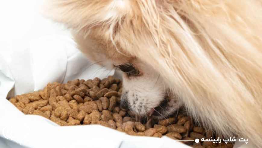 غذا خشک سگ کوچک