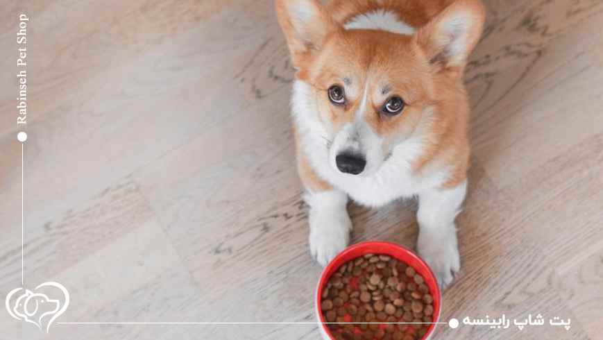 غذا خشک سگ