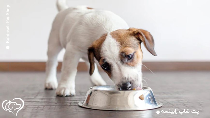 ترکیبات اصلی غذای مناسب سگ‌ های کوچک