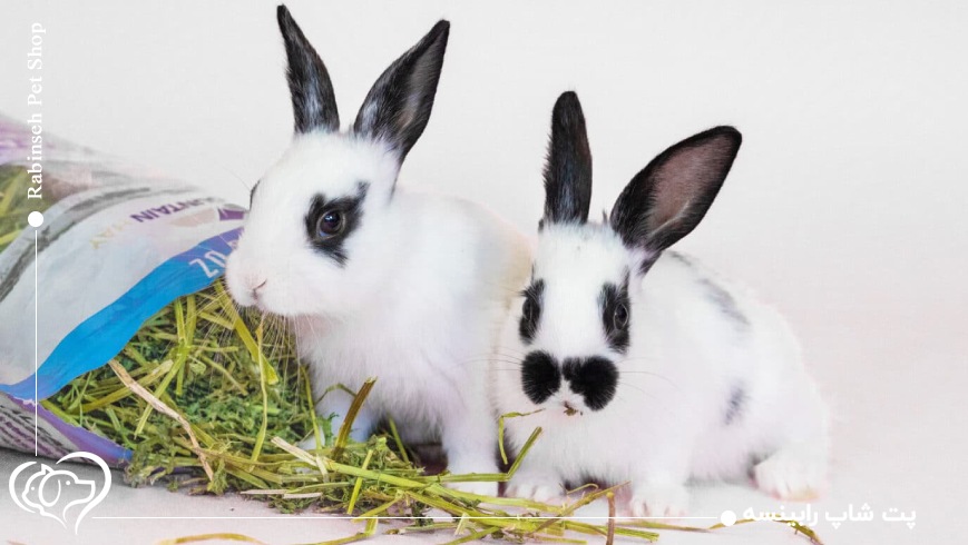 یونجه و خرگوش