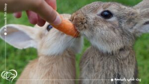 غذای مناسب برای خرگوش | معرفی خوراک سالم و ممنوعه