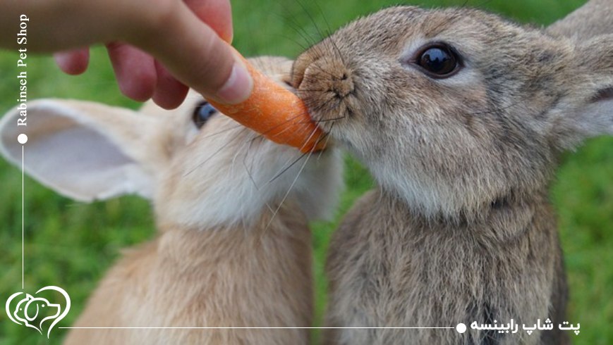 غذای مناسب برای خرگوش | معرفی خوراک سالم و ممنوعه